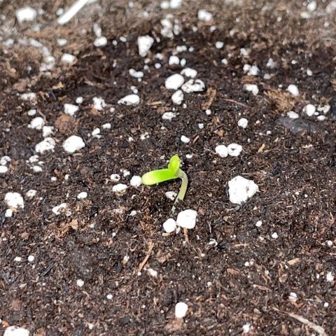 Special Kush 1 - GwJ Community Award Winning Celebration Grow Part 2 -The Price - by KilliczGe growlog timeline photo