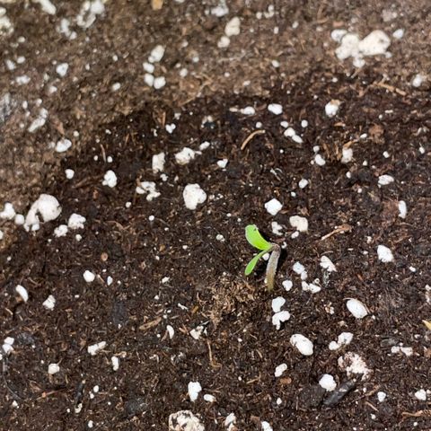 Critical Kush - GwJ Community Award Winning Celebration Grow Part 1 - The Winner - by KilliczGe growlog timeline photo