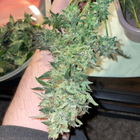Big Bud by KilliczGe growlog timeline photo