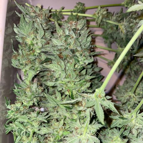 Big Bud by KilliczGe growlog timeline photo