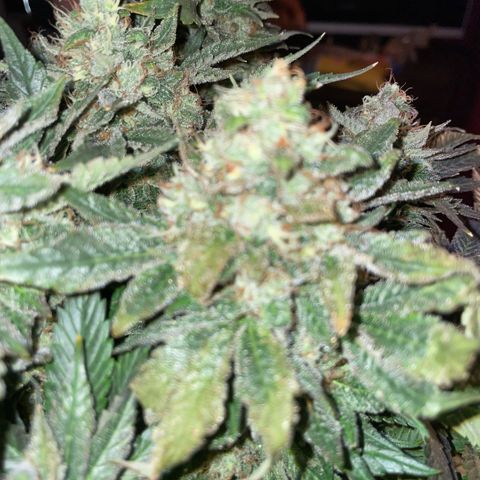 Big Bud by KilliczGe growlog timeline photo