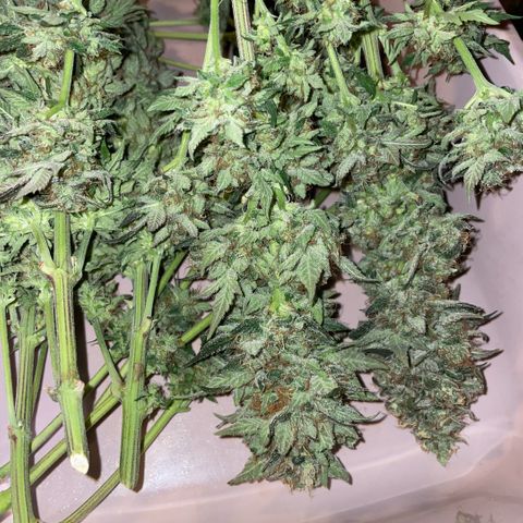 Big Bud by KilliczGe growlog timeline photo