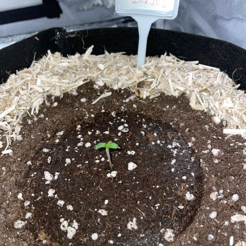 Special Kush 1 - GwJ Community Award Winning Celebration Grow Part 2 -The Price - by KilliczGe growlog timeline photo