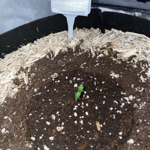 Critical Kush - GwJ Community Award Winning Celebration Grow Part 1 - The Winner - by KilliczGe growlog timeline photo