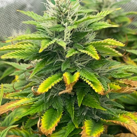Tangerine Dream Clon #1 by KilliczGe growlog timeline photo