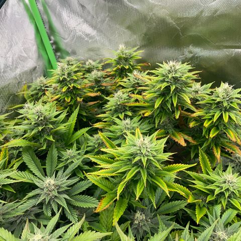 Tangerine Dream Clon #1 by KilliczGe growlog timeline photo