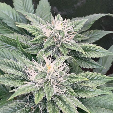Big Bud 1 Klon 1 by KilliczGe growlog timeline photo