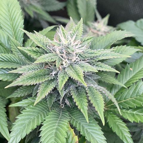 Big Bud 1 Klon 1 by KilliczGe growlog timeline photo