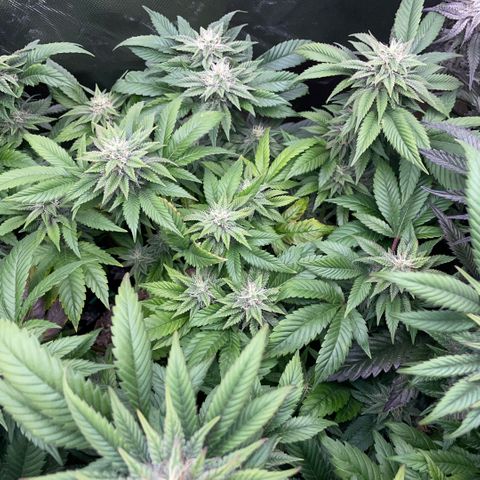 Big Bud 1 Klon 1 by KilliczGe growlog timeline photo