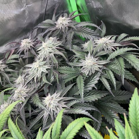 Dante’s Inferno - Mile High Dave by KilliczGe growlog timeline photo