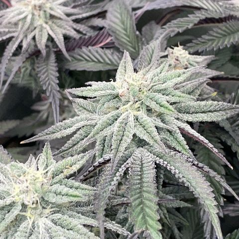 Dante’s Inferno - Mile High Dave by KilliczGe growlog timeline photo