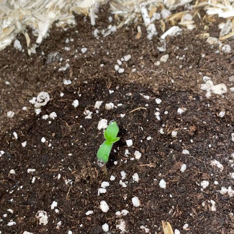 Critical Kush - GwJ Community Award Winning Celebration Grow Part 1 - The Winner - by KilliczGe growlog timeline photo