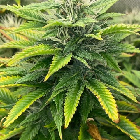 Tangerine Dream Clon #1 by KilliczGe growlog timeline photo