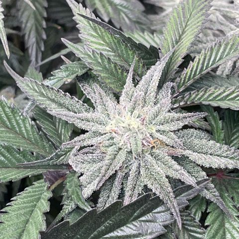 Dante’s Inferno - Mile High Dave by KilliczGe growlog timeline photo