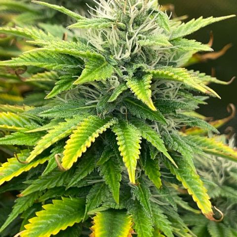 Tangerine Dream Clon #1 by KilliczGe growlog timeline photo