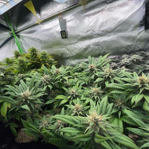 Dante’s Inferno - Mile High Dave by KilliczGe growlog timeline photo