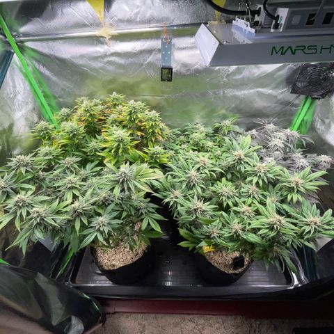 Dante’s Inferno - Mile High Dave by KilliczGe growlog timeline photo