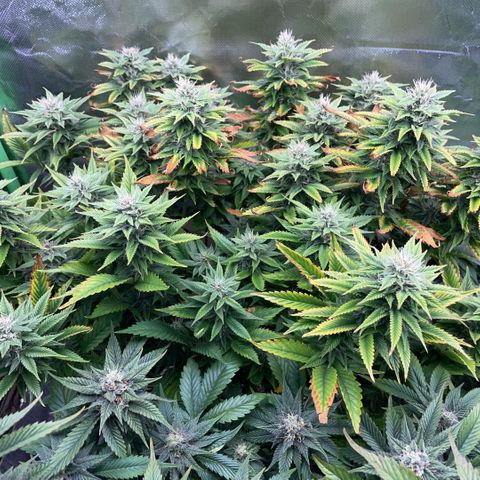 Tangerine Dream Clon #1 by KilliczGe growlog timeline photo