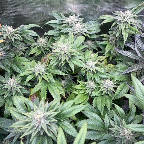 Big Bud 1 Klon 1 by KilliczGe growlog timeline photo