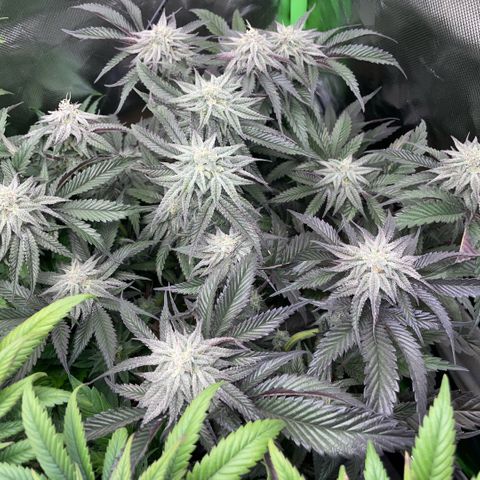 Dante’s Inferno - Mile High Dave by KilliczGe growlog timeline photo