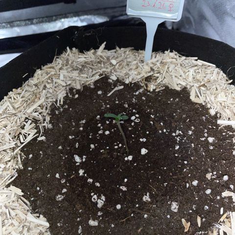 Special Kush 1 - GwJ Community Award Winning Celebration Grow Part 2 -The Price - by KilliczGe growlog timeline photo