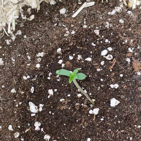 Special Kush 1 - GwJ Community Award Winning Celebration Grow Part 2 -The Price - by KilliczGe growlog timeline photo