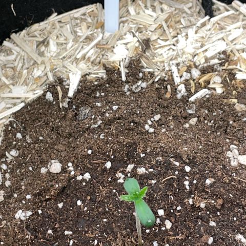 Critical Kush - GwJ Community Award Winning Celebration Grow Part 1 - The Winner - by KilliczGe growlog timeline photo