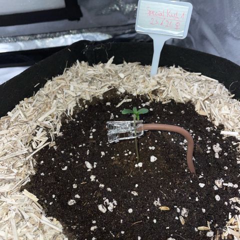 Special Kush 1 - GwJ Community Award Winning Celebration Grow Part 2 -The Price - by KilliczGe growlog timeline photo