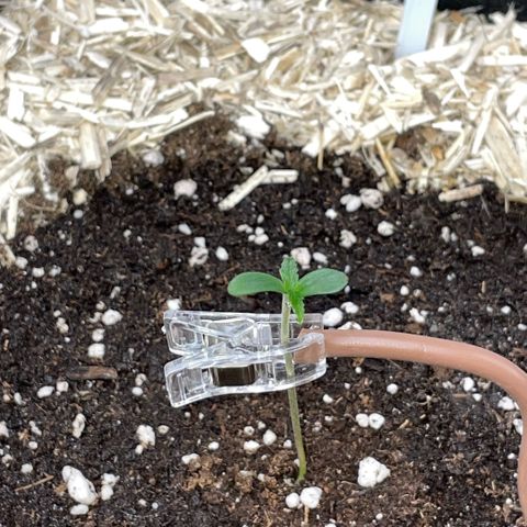 Special Kush 1 - GwJ Community Award Winning Celebration Grow Part 2 -The Price - by KilliczGe growlog timeline photo