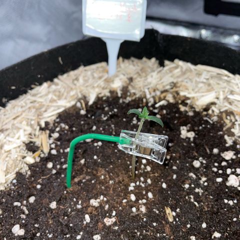 Critical Kush - GwJ Community Award Winning Celebration Grow Part 1 - The Winner - by KilliczGe growlog timeline photo