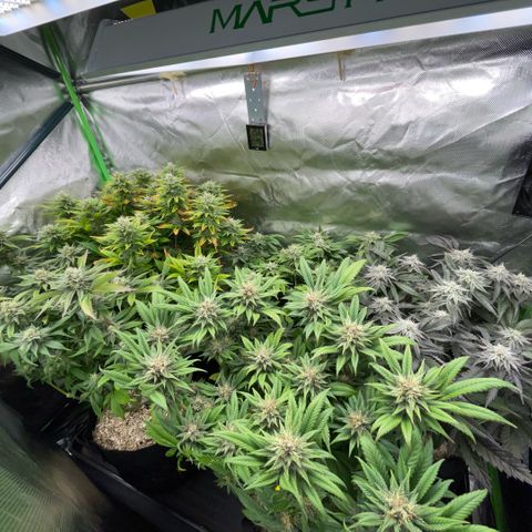 Dante’s Inferno - Mile High Dave by KilliczGe growlog timeline photo