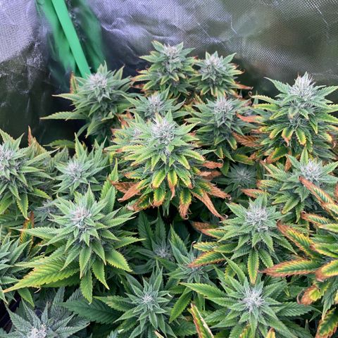 Tangerine Dream Clon #1 by KilliczGe growlog timeline photo