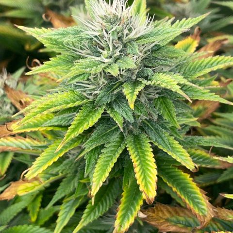 Tangerine Dream Clon #1 by KilliczGe growlog timeline photo