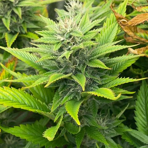 Tangerine Dream Clon #1 by KilliczGe growlog timeline photo