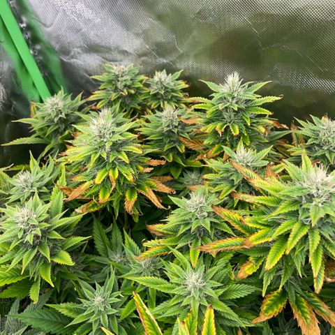 Tangerine Dream Clon #1 by KilliczGe growlog timeline photo