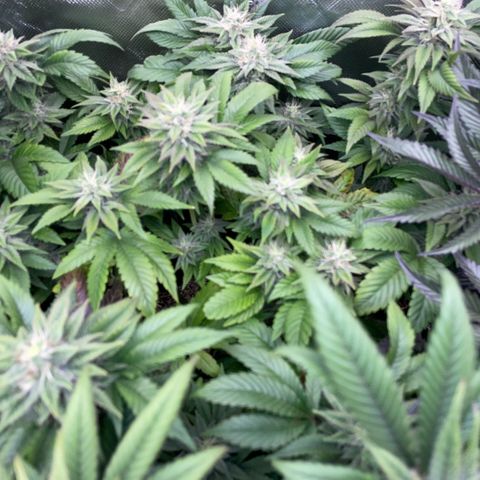 Big Bud 1 Klon 1 by KilliczGe growlog timeline photo