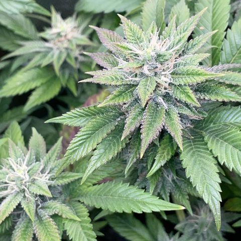 Big Bud 1 Klon 1 by KilliczGe growlog timeline photo