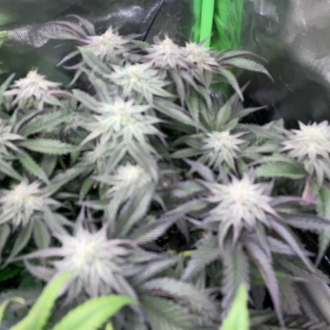 Dante’s Inferno - Mile High Dave by KilliczGe growlog timeline photo