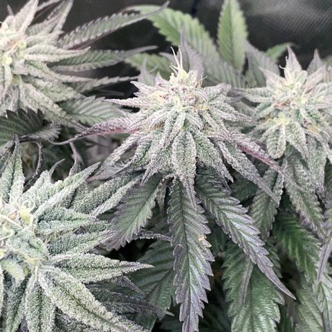 Dante’s Inferno - Mile High Dave by KilliczGe growlog timeline photo