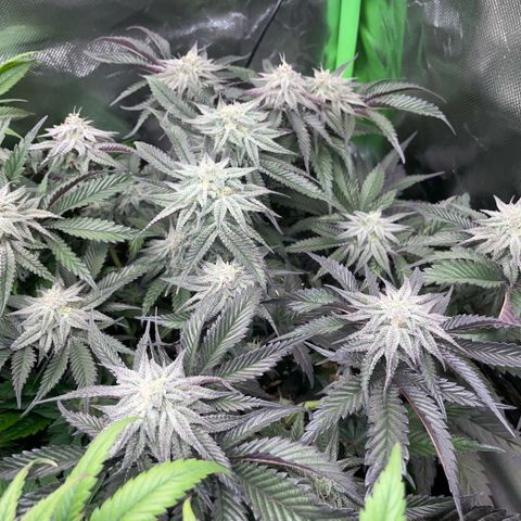 Dante’s Inferno - Mile High Dave by KilliczGe growlog timeline photo