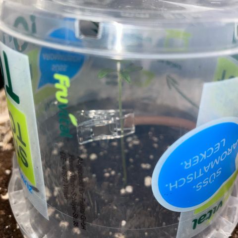 Special Kush 1 - GwJ Community Award Winning Celebration Grow Part 2 -The Price - by KilliczGe growlog timeline photo