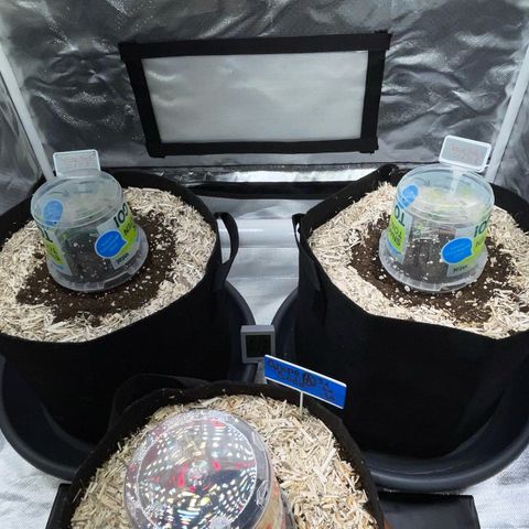 Special Kush 1 - GwJ Community Award Winning Celebration Grow Part 2 -The Price - by KilliczGe growlog timeline photo