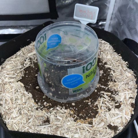 Special Kush 1 - GwJ Community Award Winning Celebration Grow Part 2 -The Price - by KilliczGe growlog timeline photo