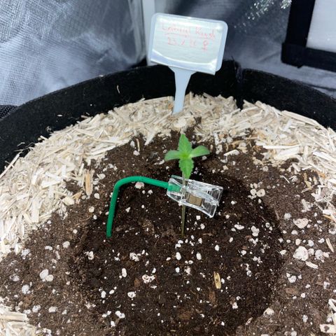 Critical Kush - GwJ Community Award Winning Celebration Grow Part 1 - The Winner - by KilliczGe growlog timeline photo