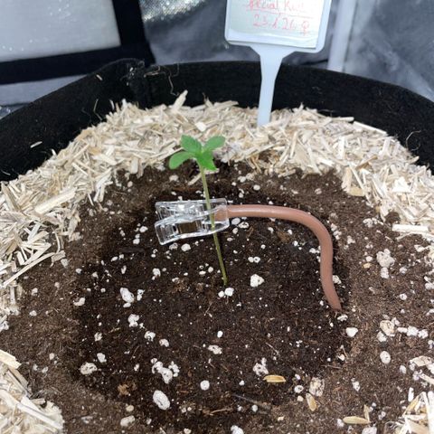 Special Kush 1 - GwJ Community Award Winning Celebration Grow Part 2 -The Price - by KilliczGe growlog timeline photo