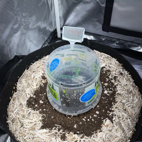 Critical Kush - GwJ Community Award Winning Celebration Grow Part 1 - The Winner - by KilliczGe growlog timeline photo