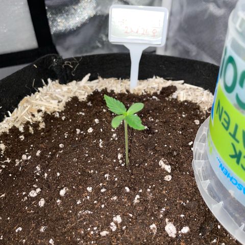 Special Kush 1 - GwJ Community Award Winning Celebration Grow Part 2 -The Price - by KilliczGe growlog timeline photo