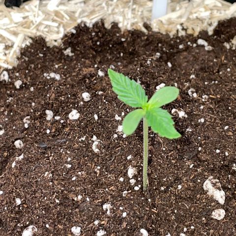 Special Kush 1 - GwJ Community Award Winning Celebration Grow Part 2 -The Price - by KilliczGe growlog timeline photo