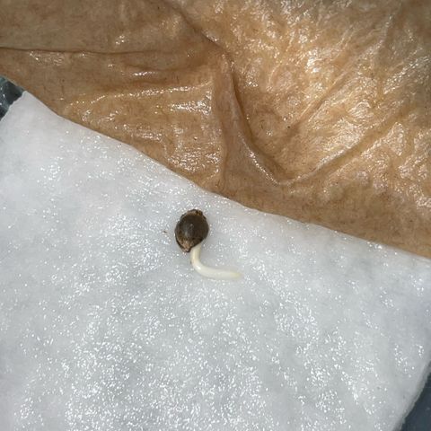 Grape Soda Auto - by KilliczGe growlog timeline photo