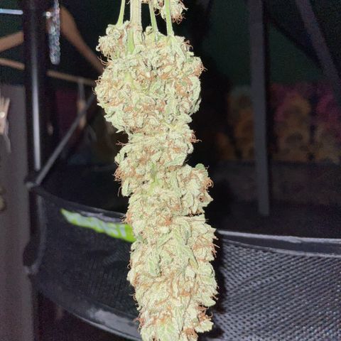 Big Bud by KilliczGe growlog timeline photo